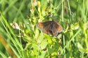 Scotch Argus