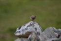 St Kilda Wren