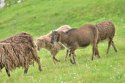 Soay Sheep