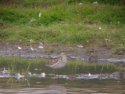 Stilt Sandpiper