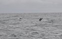 White Beaked Dolphin