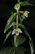 Young's Helleborine