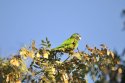 Blue Crowned Parakeet