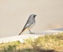 Black Redstart