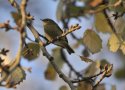 Chiffchaff