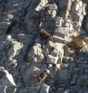 Pyrenean Chamois