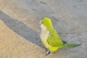 Monk Parakeet