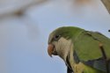 Monk Parakeet