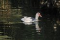 Muscovy Duck