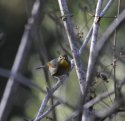 Red billed leiothrix