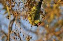 Ring Necked Parakeet