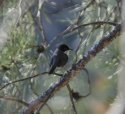 Sardinian Warbler