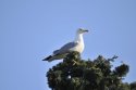 Yellow Legged Gull