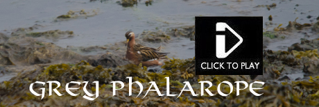 Grey Phalarope