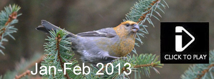 Mark Hows Wildlife Jan-Feb 2013 - Muntjac, Red Squirrel, Bank Vole, Black Bellied Dipper, Brambling, water rail, Pine Grosbeak, Bonaparte's gull, Desert Wheatear, surf scoter, bullfinch
