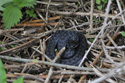 Adder (Melanistic)