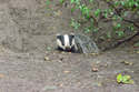 Badger