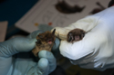 Brant's Bat