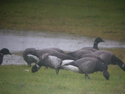 Black Brant