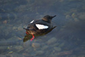 Black Guillemot