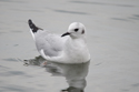 Bonaparte's Gull