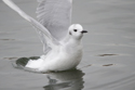 Bonaparte's Gull