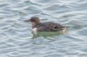 Brunnichs Guillemot