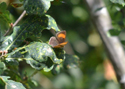 Brown Hairstreak