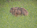 Brown Hare