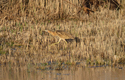 Bittern