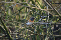 Brambling