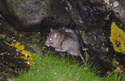 Black Rat