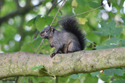 Black Squirrel