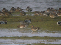 Baikal Teal