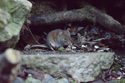 Bank Vole