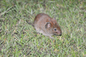Bank Vole
