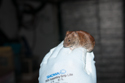 Bank Vole