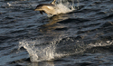 Common Dolphin