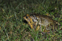 Common Frog