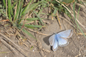 Chalkhill Blue