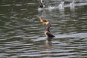 Cormorant