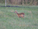 Chinese Water Deer