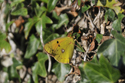 Pic of the Quarter - Clouded Yellow
