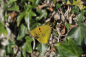 Clouded Yellow
