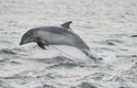 Bottlenosed Dolphin