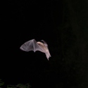 Daubenton's Bat
