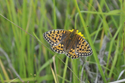 Dark Green Fritiliary