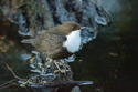 Black Bellied Dipper