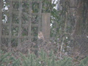 Daurian Shrike
