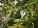 Dusky Thrush